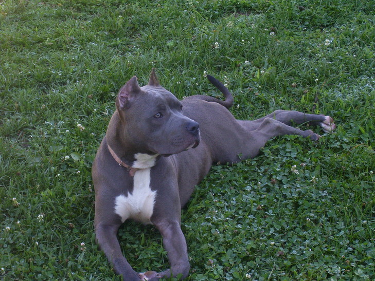 clasepitbull