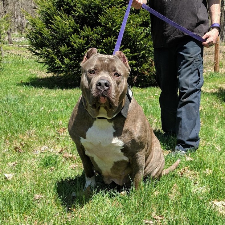 clasepitbull
